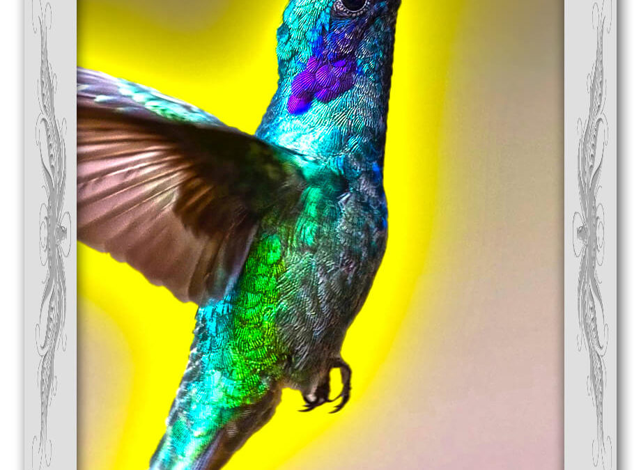 Krafttier Kolibri: Bedeutung & Eigenschaften