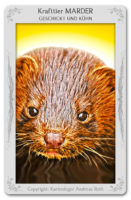 Krafttier Marder: Bedeutung & Eigenschaften