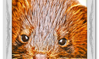 Krafttier Orakel Die Bedeutung Indianischer Krafttiere Andreas Roth