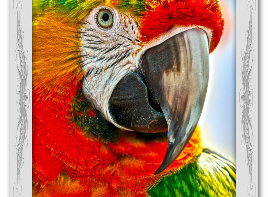 Krafttier Papagei: Bedeutung & Eigenschaften