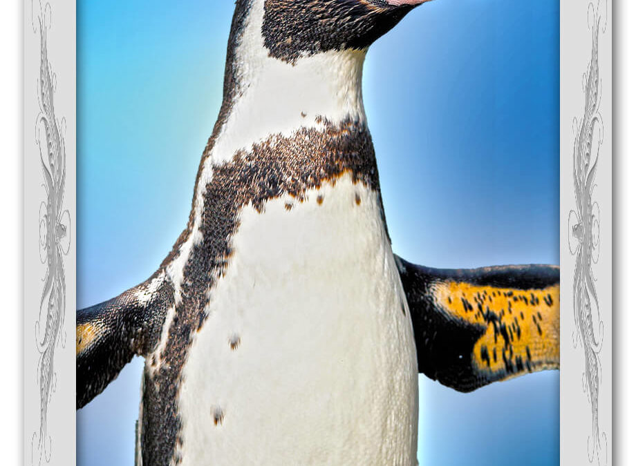 Krafttier Pinguin: Bedeutung & Eigenschaften